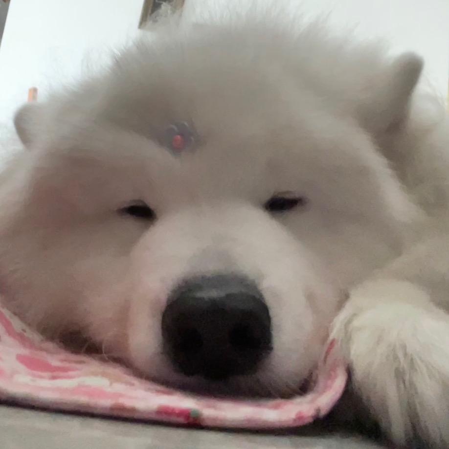 崽崽吃不饱