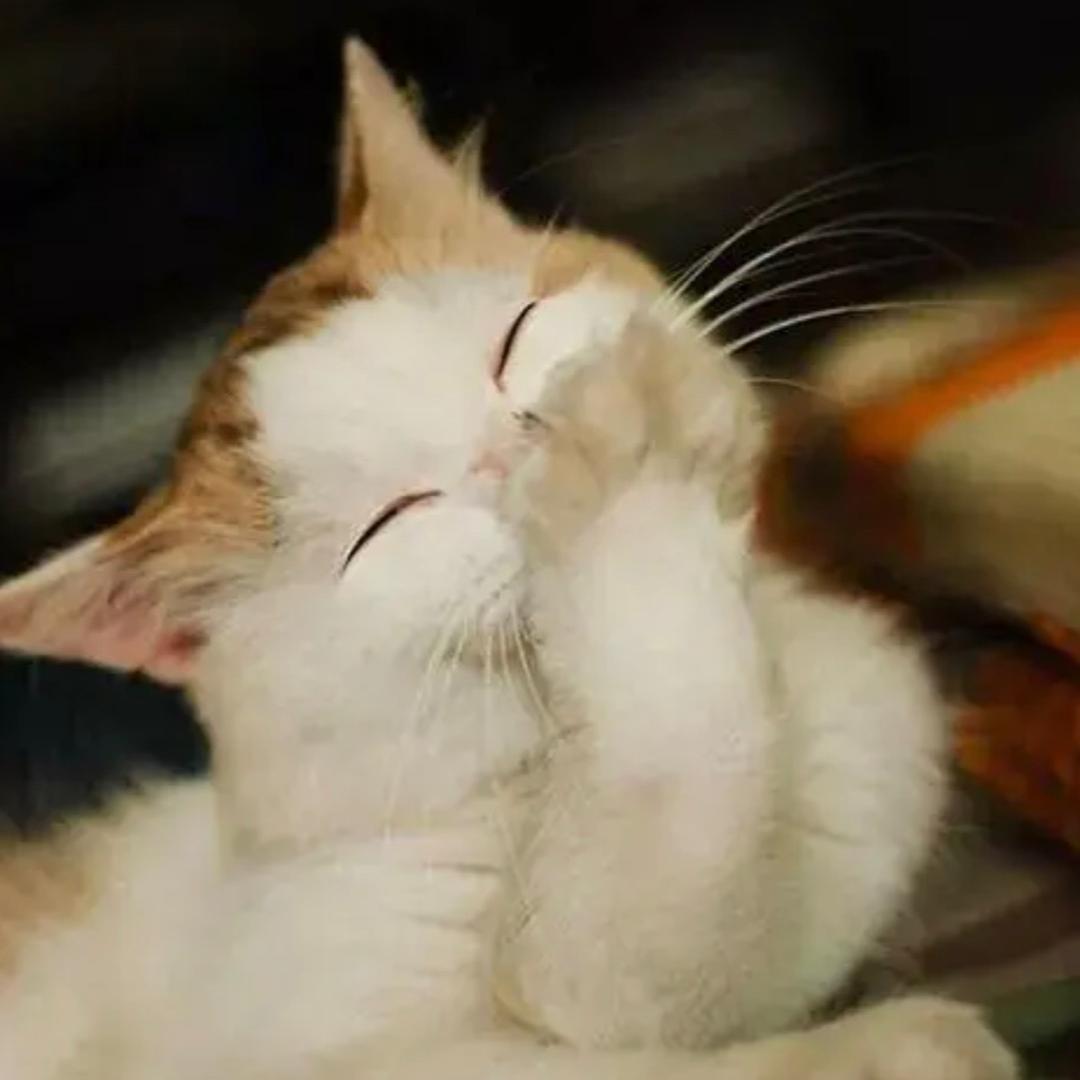 草莓猫大草莓猫