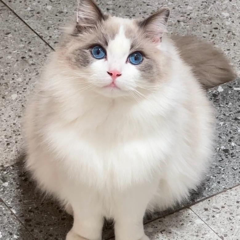 叻叻猪童装店