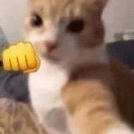 麋麓已有猫
