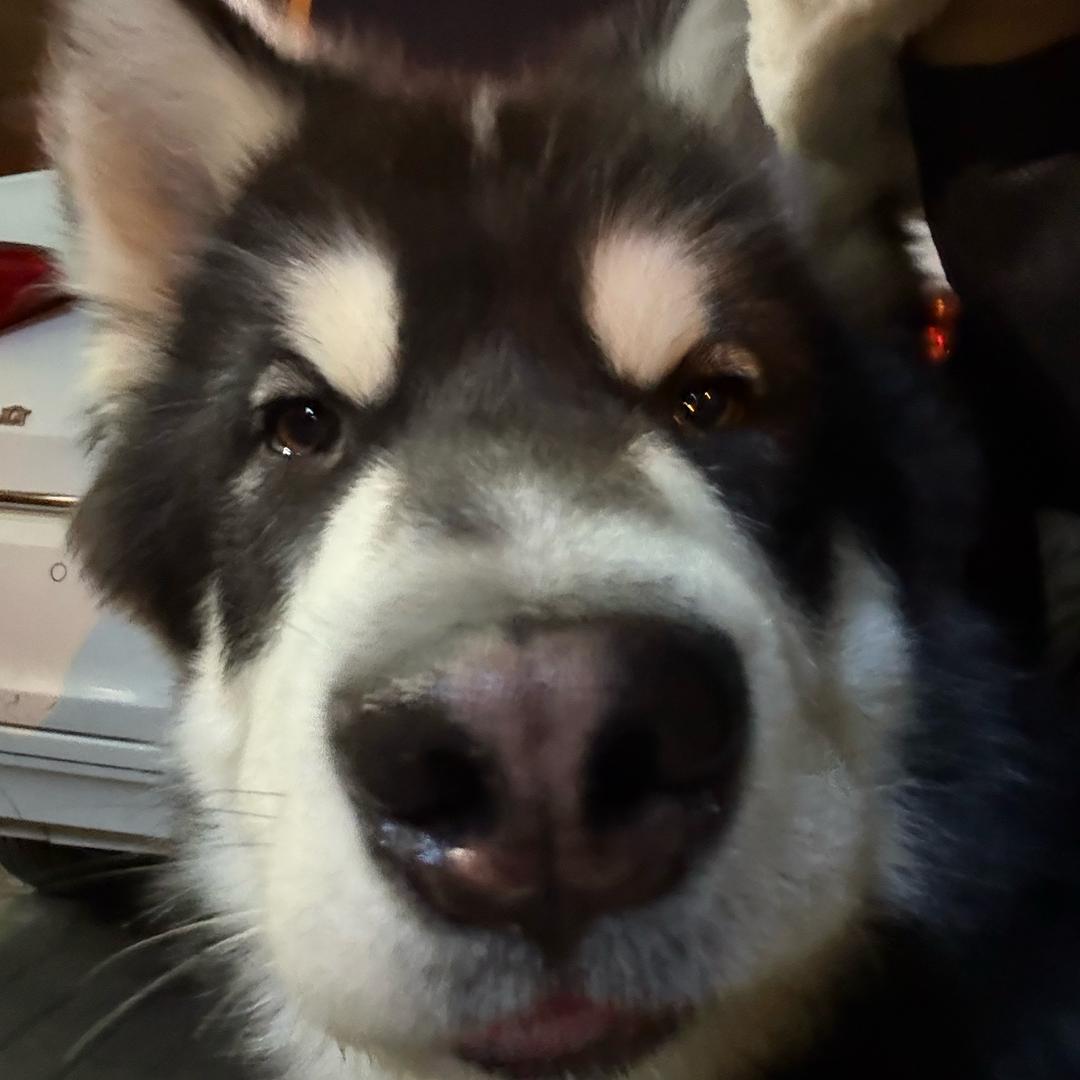 我叫小美你记住