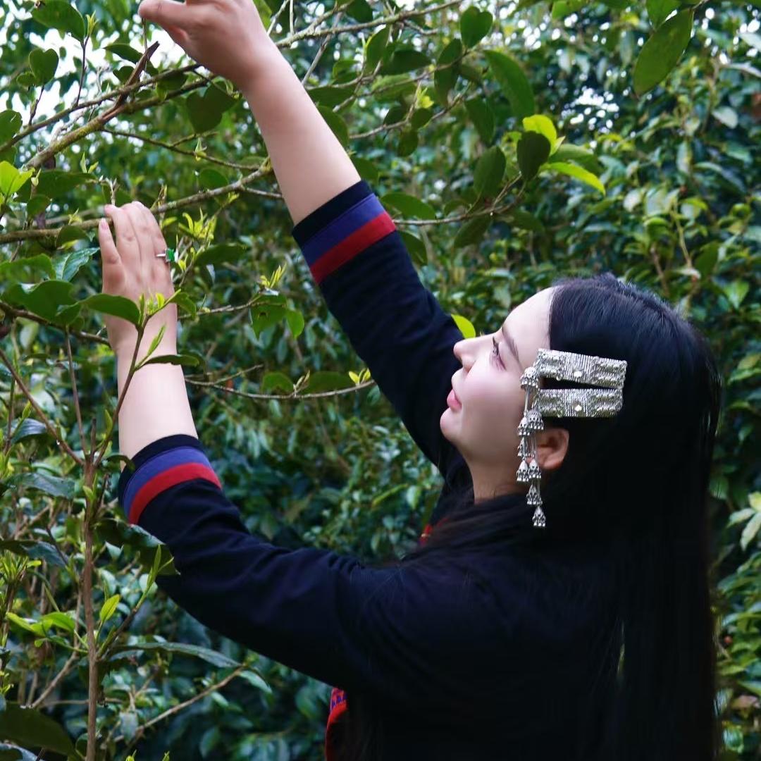 蓉蓉的茶@麻栗坡老山茶