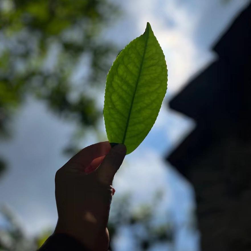 梅老板爱喝茶•㞮孞