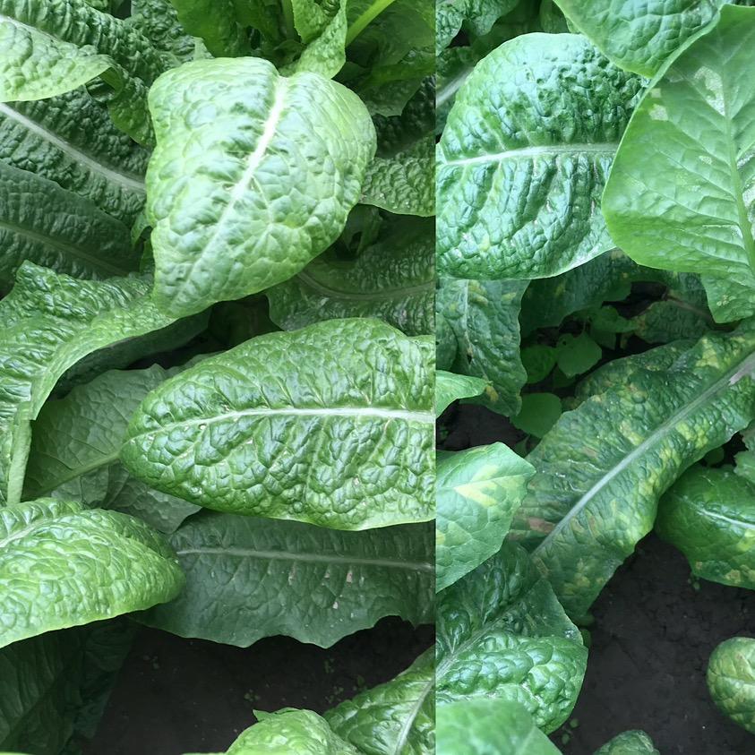 大毛蔬菜种植