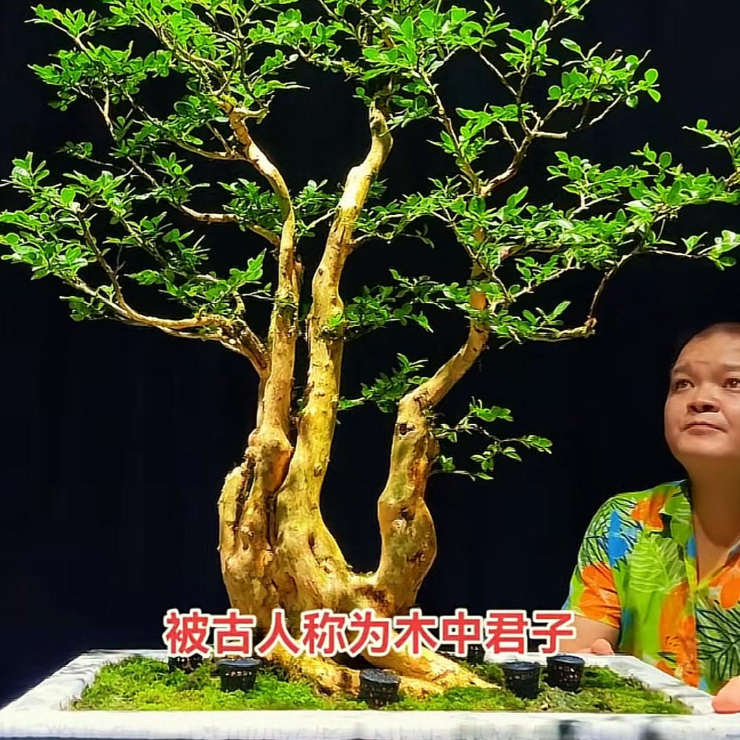 馨悦盆景园艺（张斌）