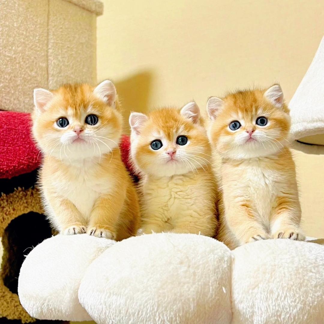 邱哥有好多猫