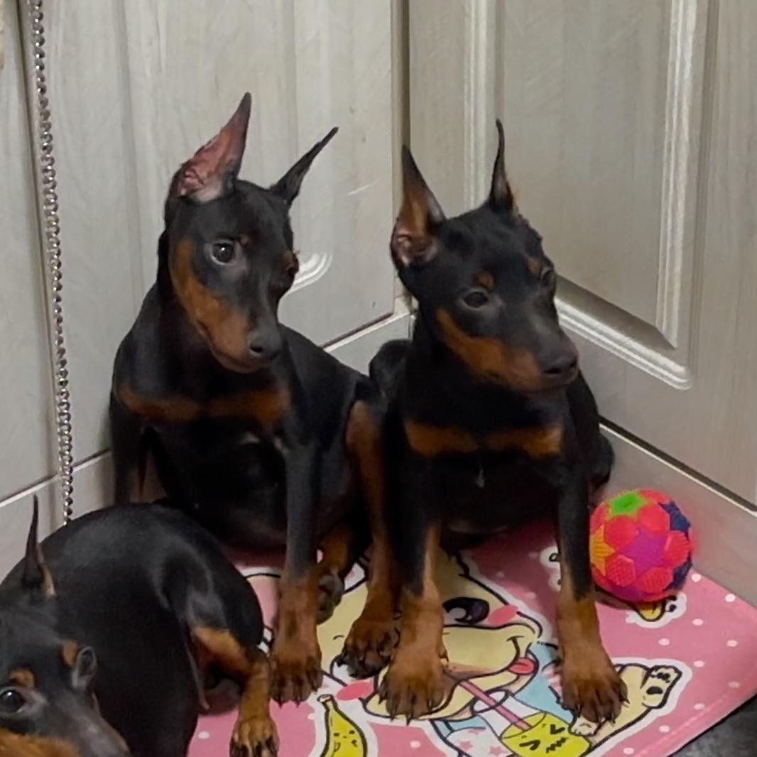 迷你杜宾-宾莎犬·发烧友