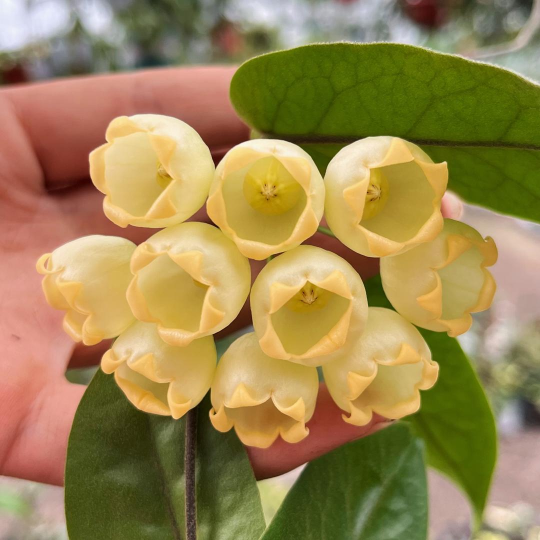 小姨的花园