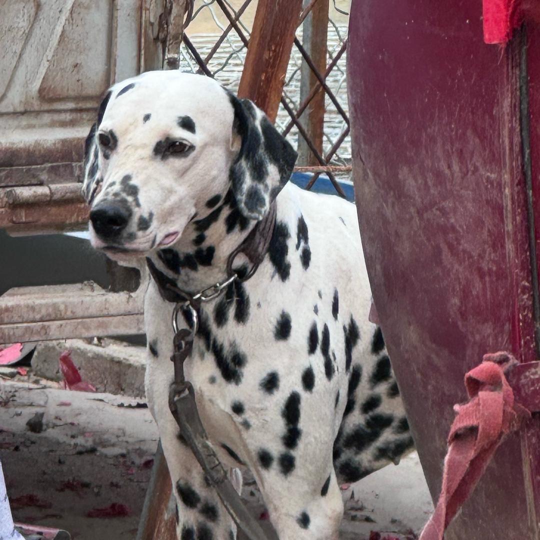 吉祥犬业