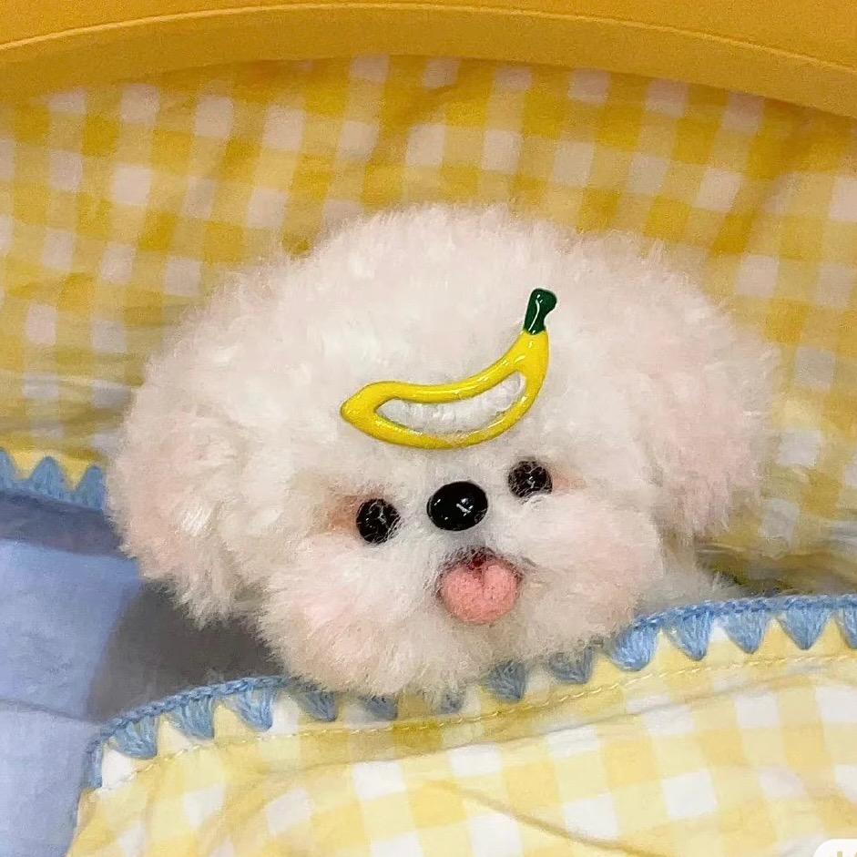 一只团团子