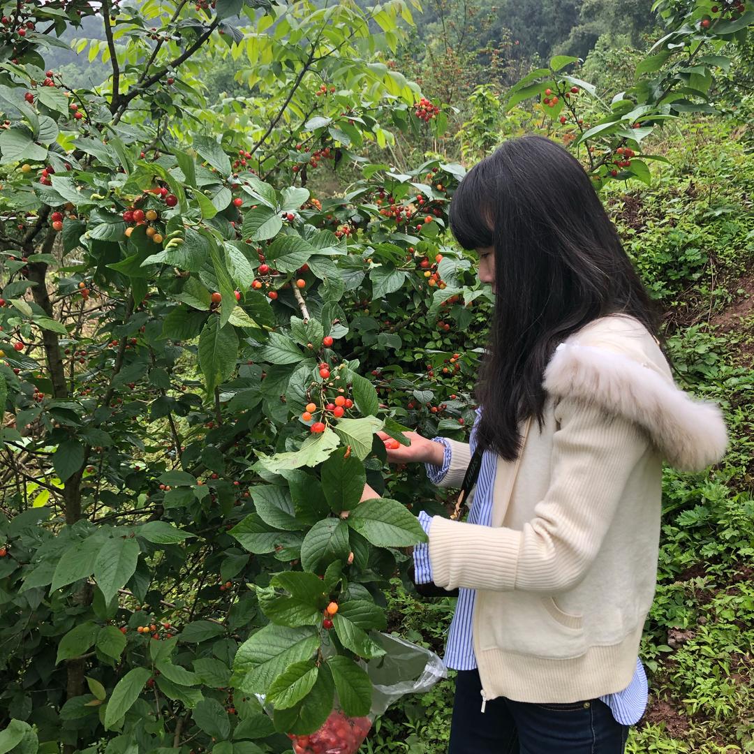 丝瓜花开
