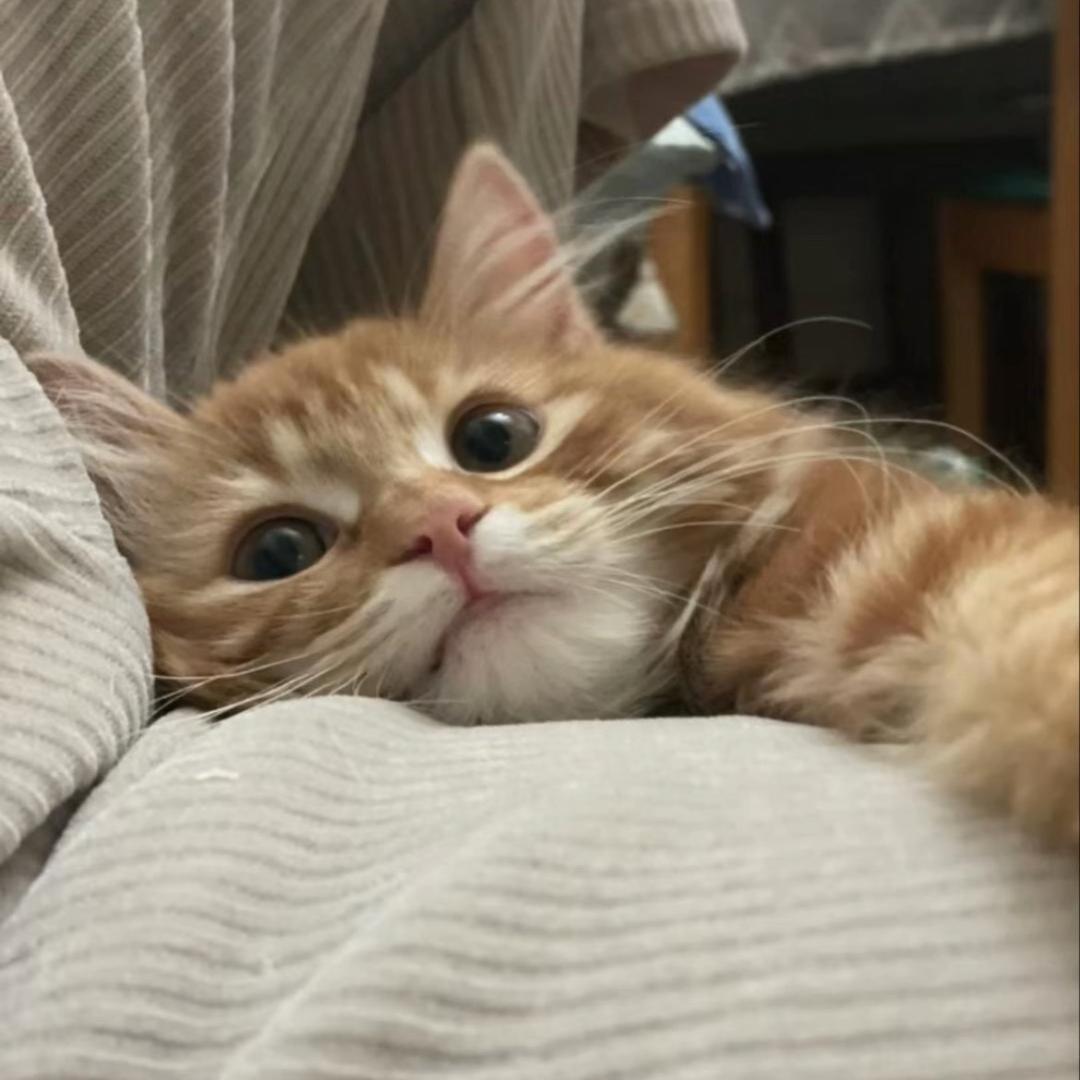 ︇