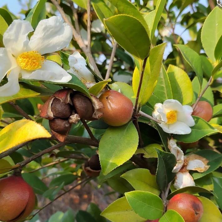 玲玲山茶油（润明月）