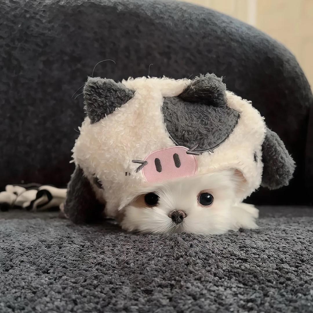 花房孕雷