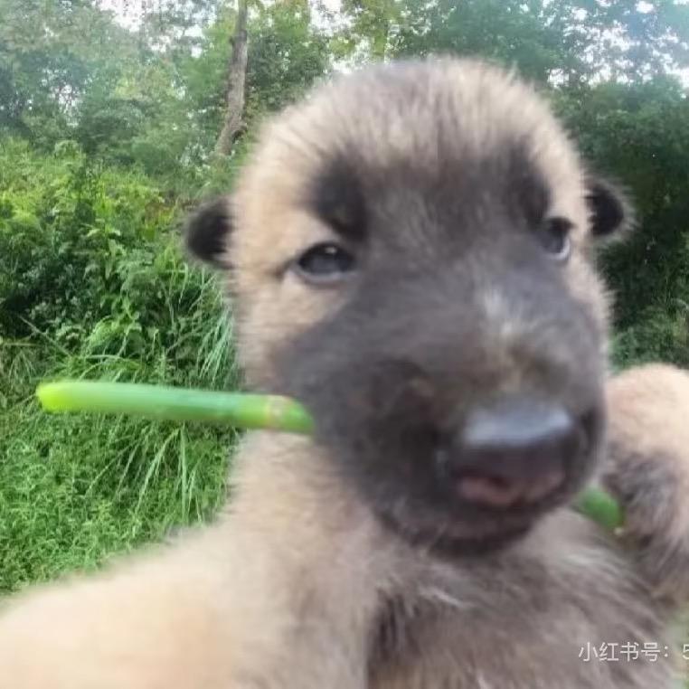 蒋诗华（努力涨粉）