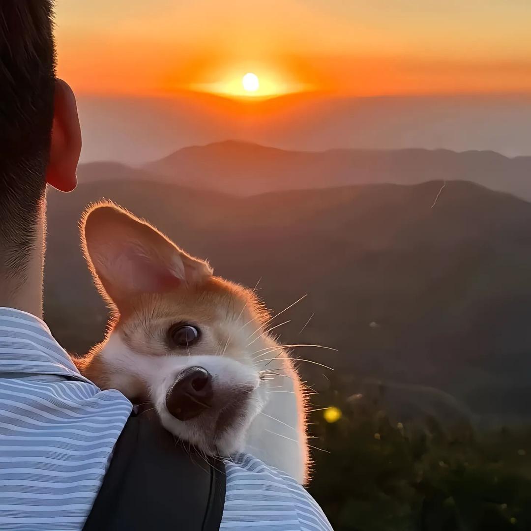 。 o   。