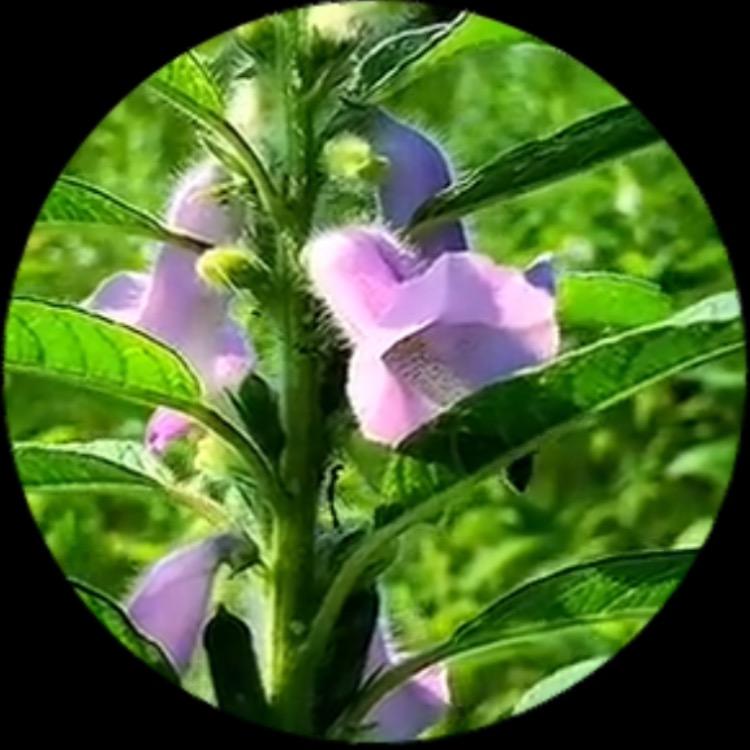 芝麻很香哈