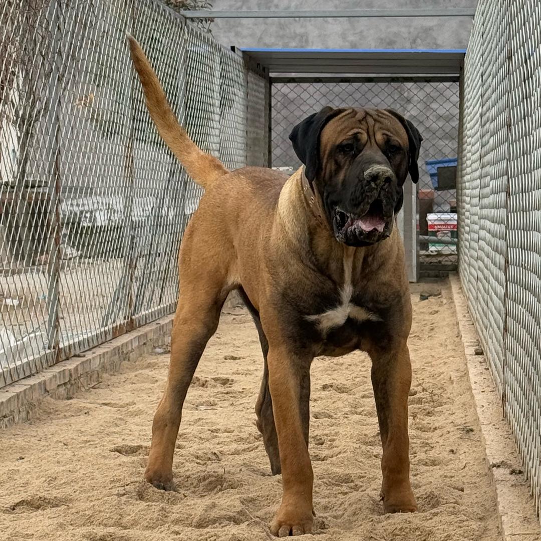 传承猛犬•堂堂正正的正