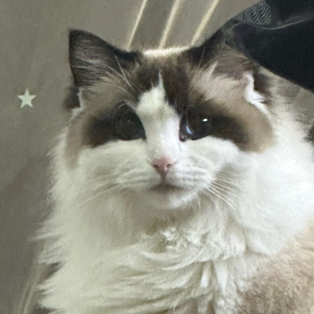 糖糖
