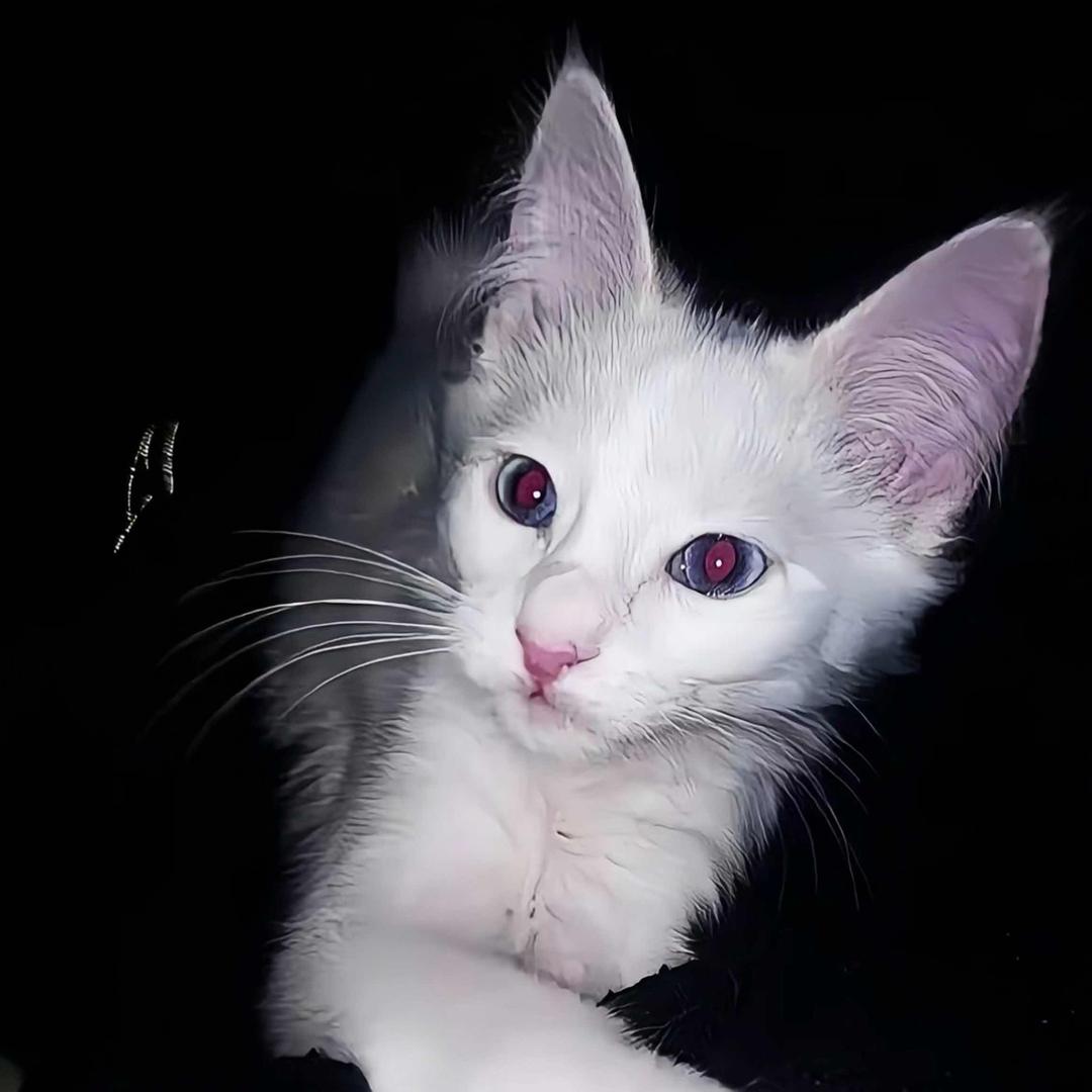 香菜一口闷（见过赵雷版）