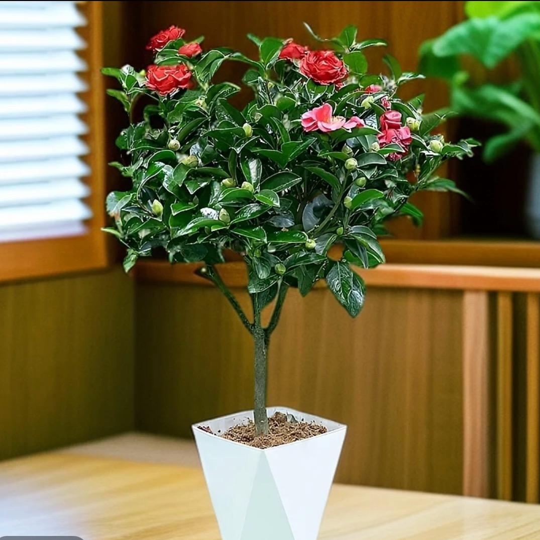 小李绿植花卉