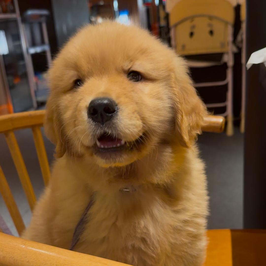 竹家健康犬粮