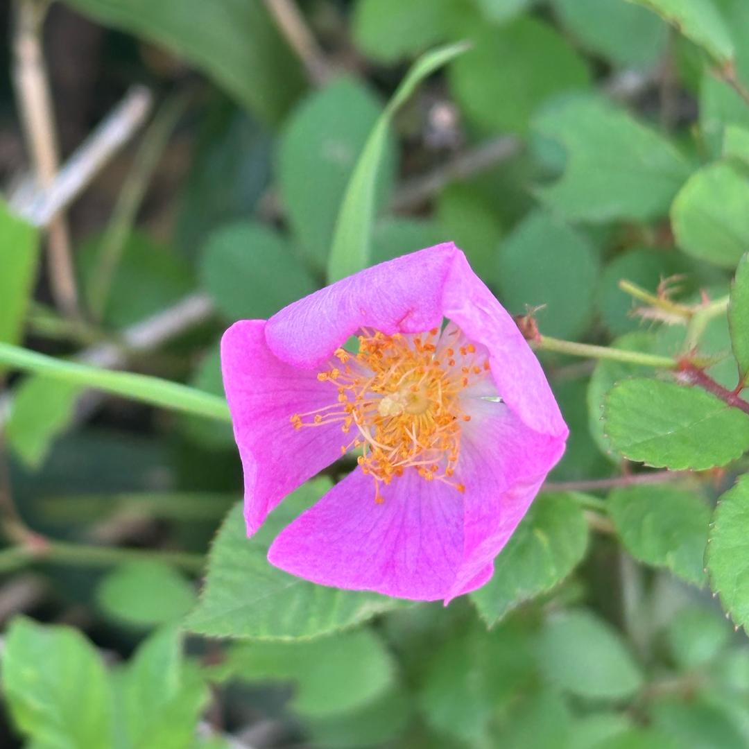 沈万三