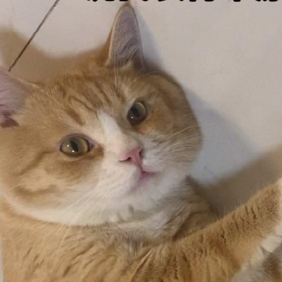 饭总（猫的名字