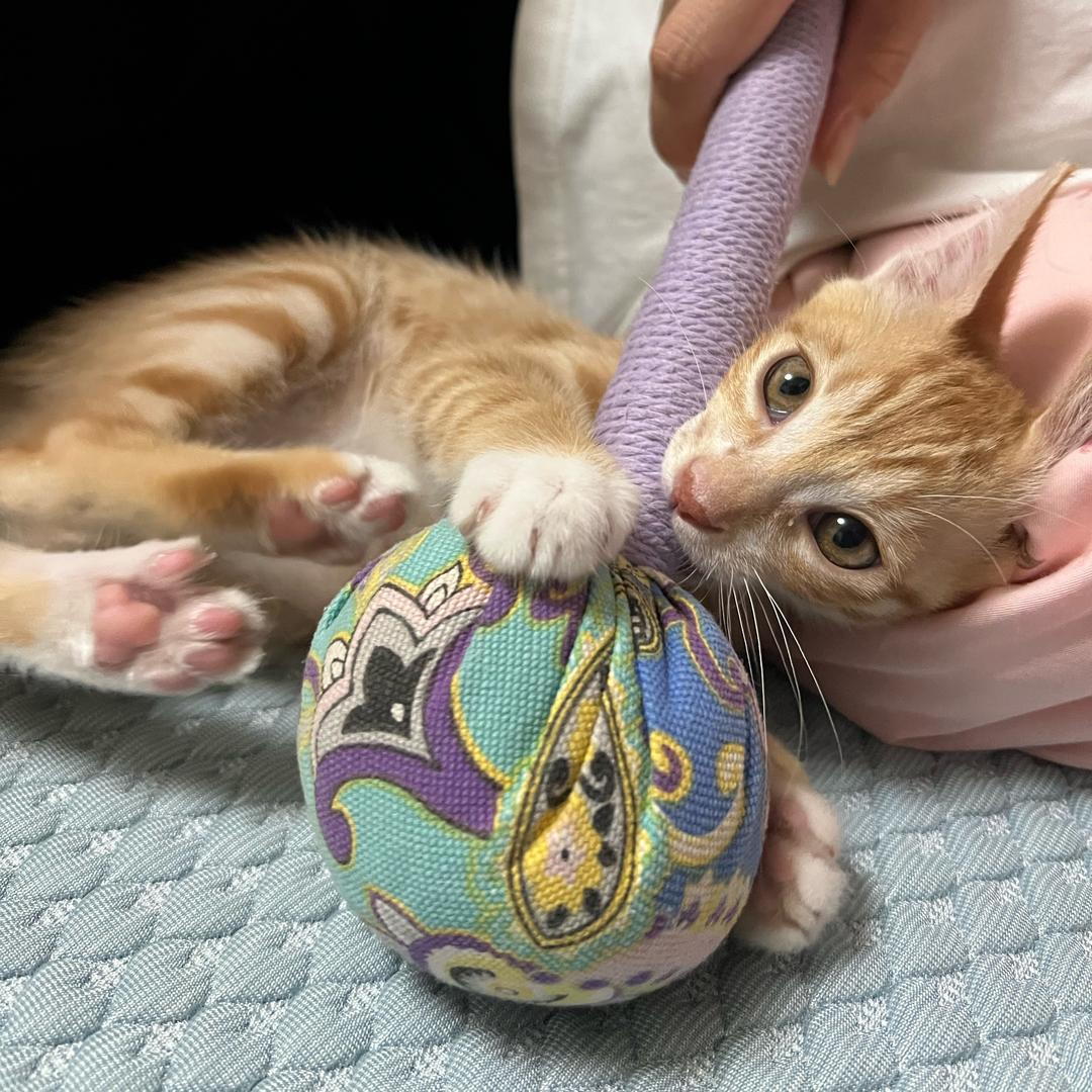 MAXcat（夏末余热）