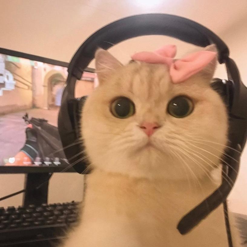 一只幸运猫.