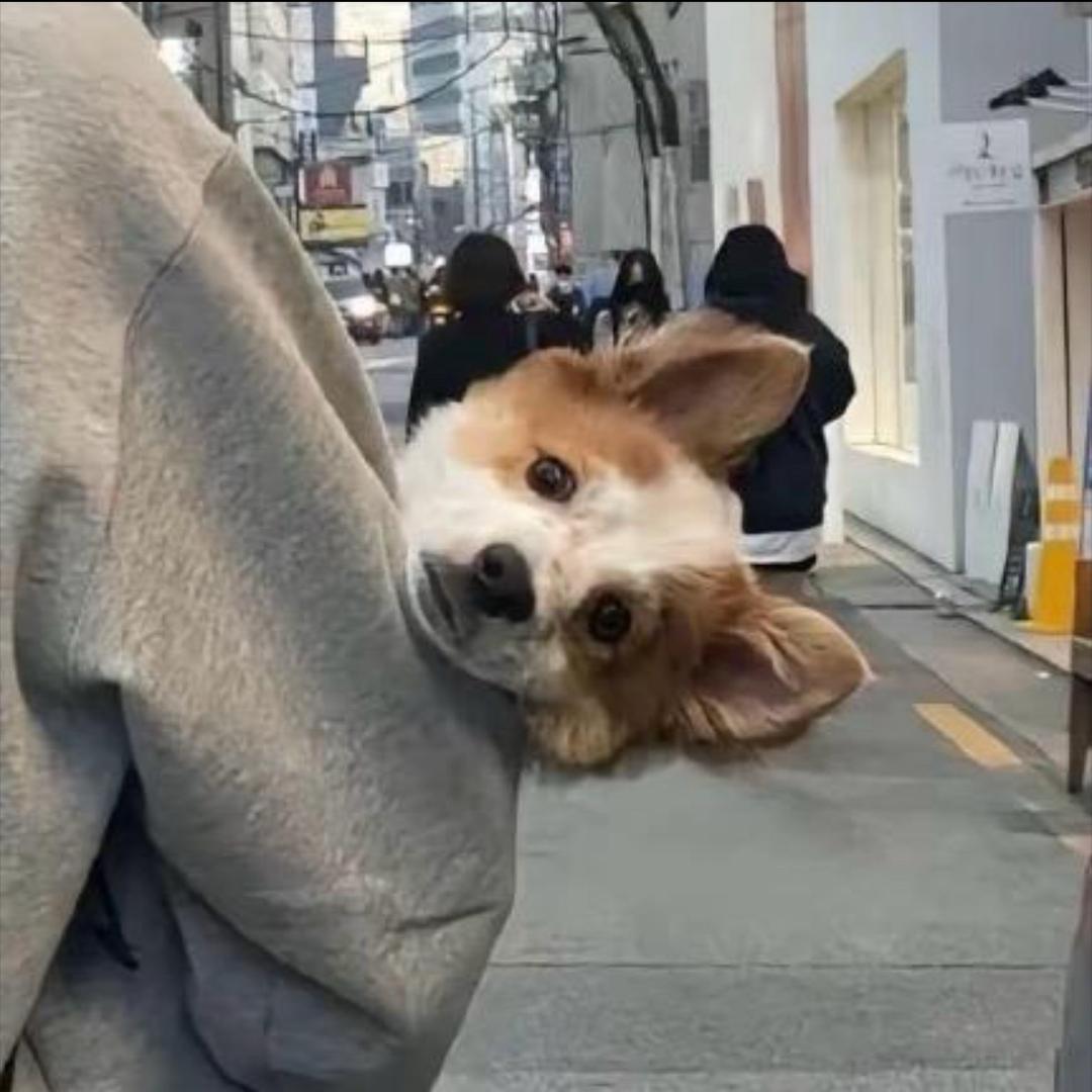 枯木怎逢春