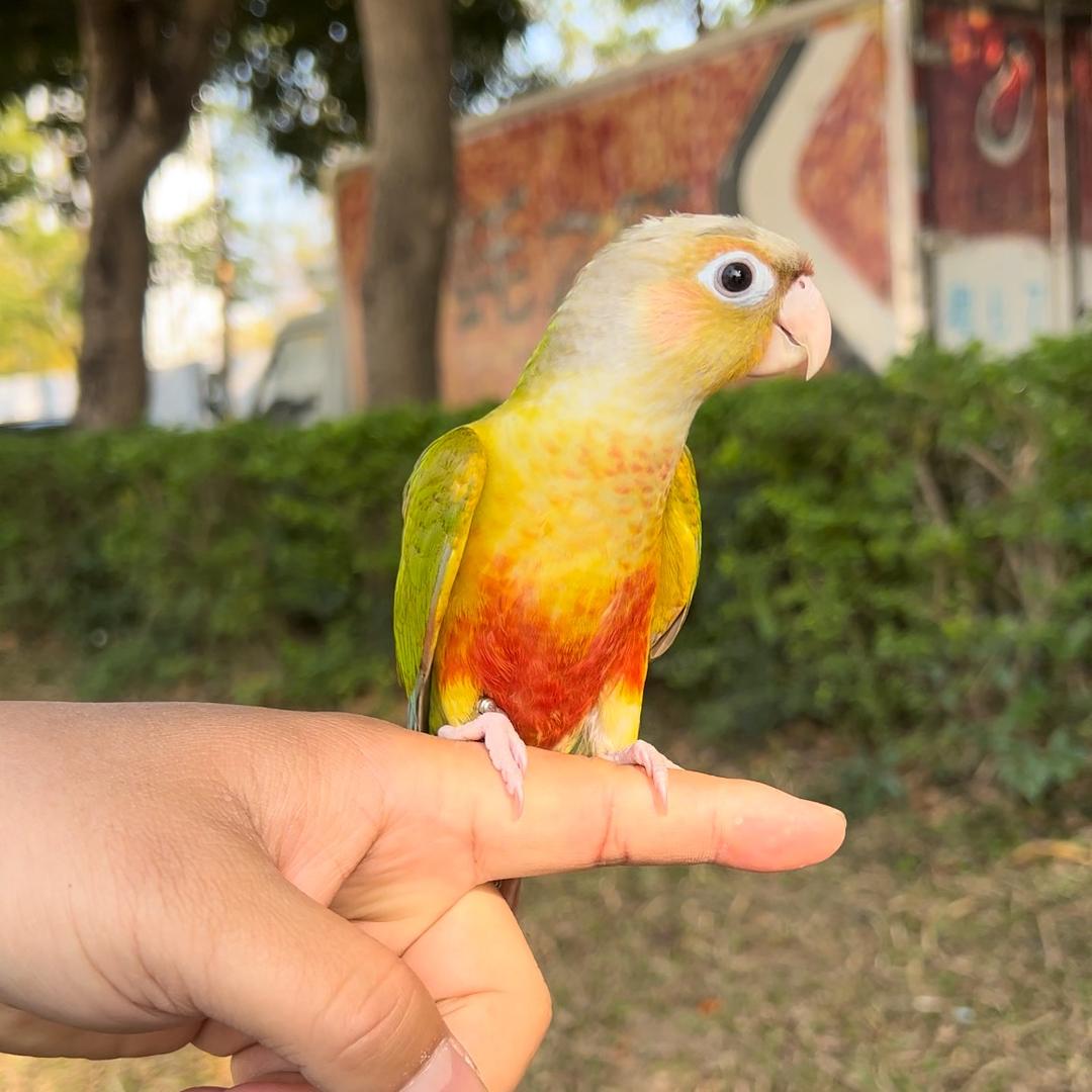神奇小花
