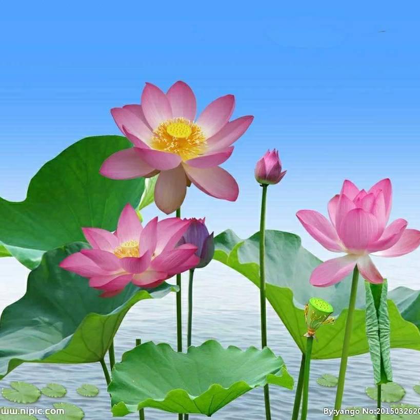 寿康莲芸