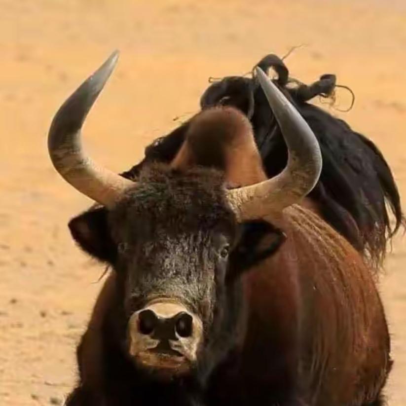 牛盟主山货土鸡