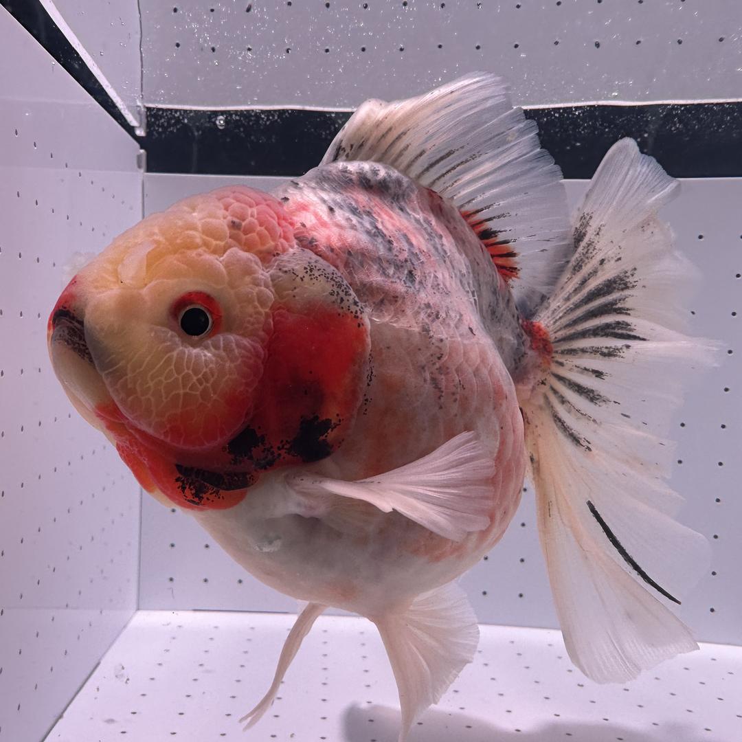 木木高端金鱼