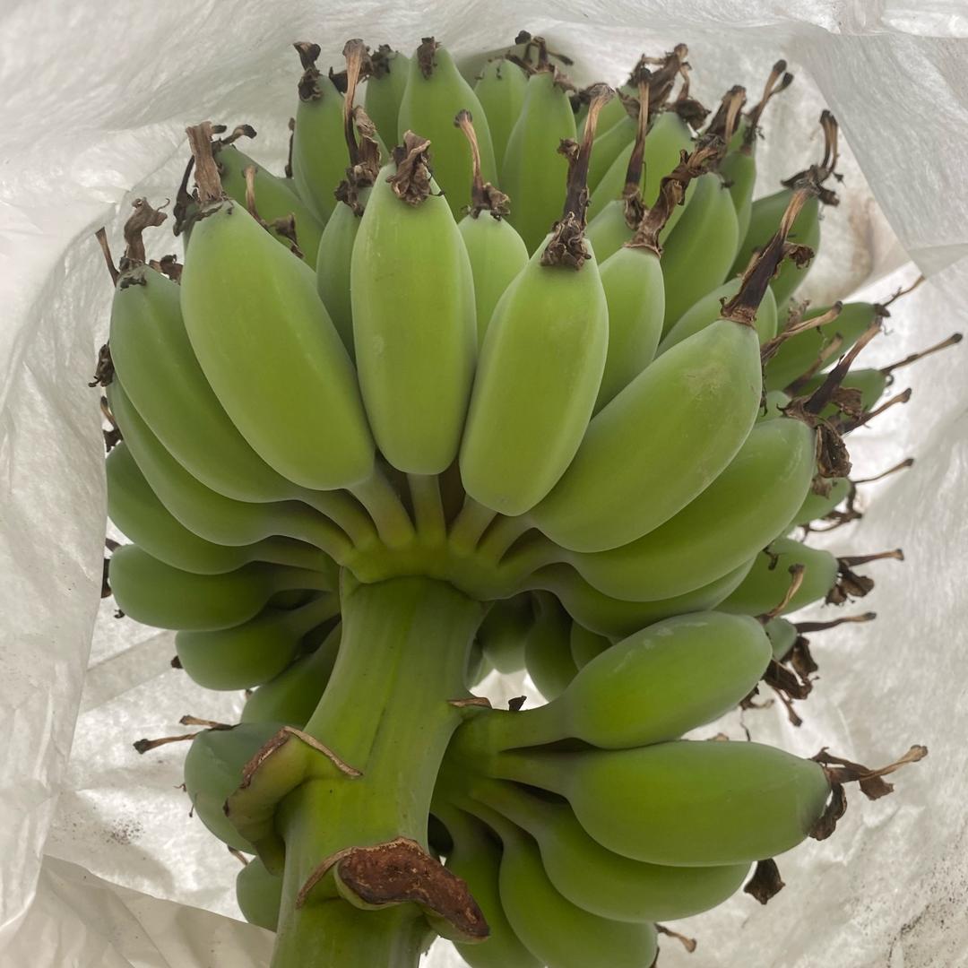 青禾果业臻选阁