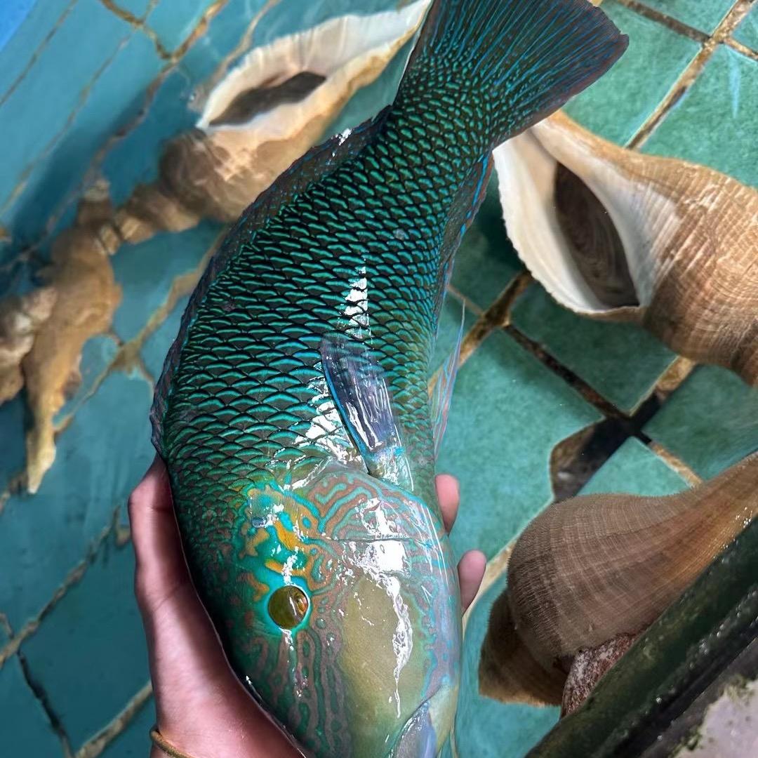 海南海鲜供应链