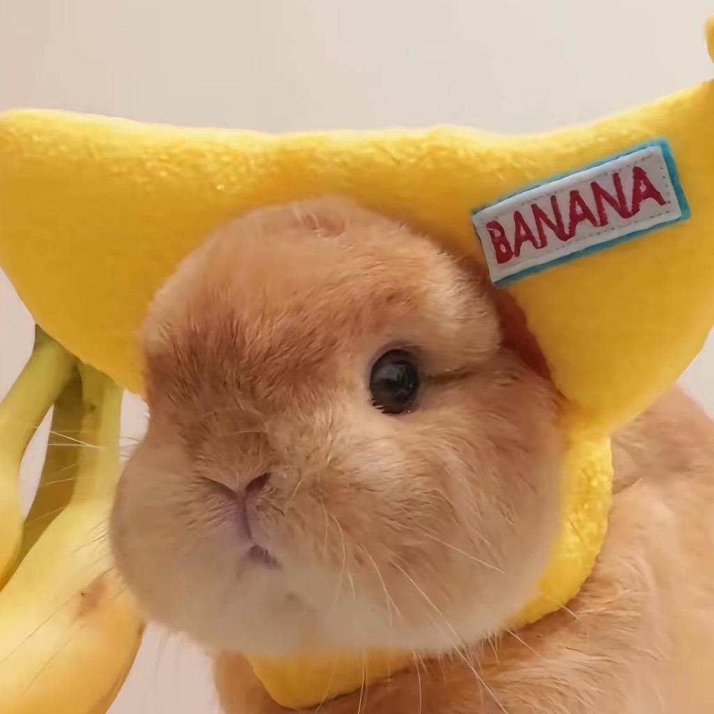 布娜娜兔🐰