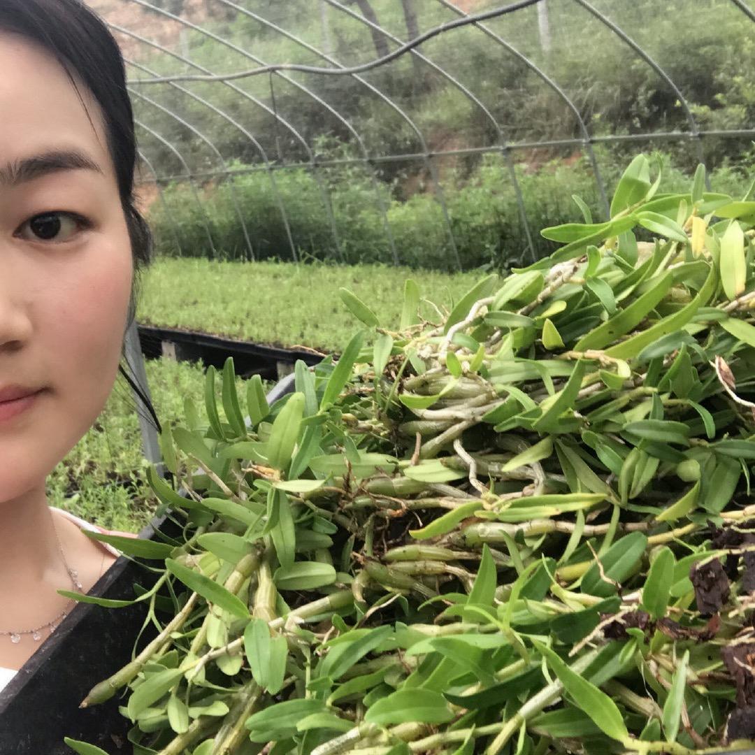 霍山石斛琴姐