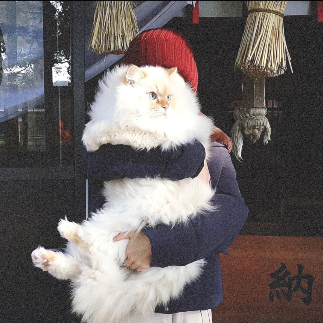 枯木