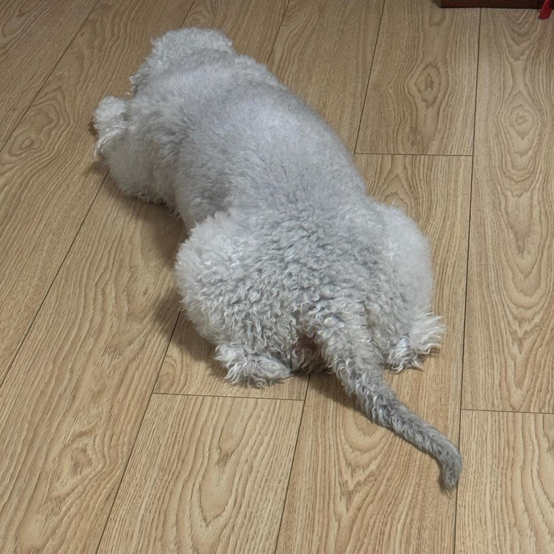 Like最可爱啦