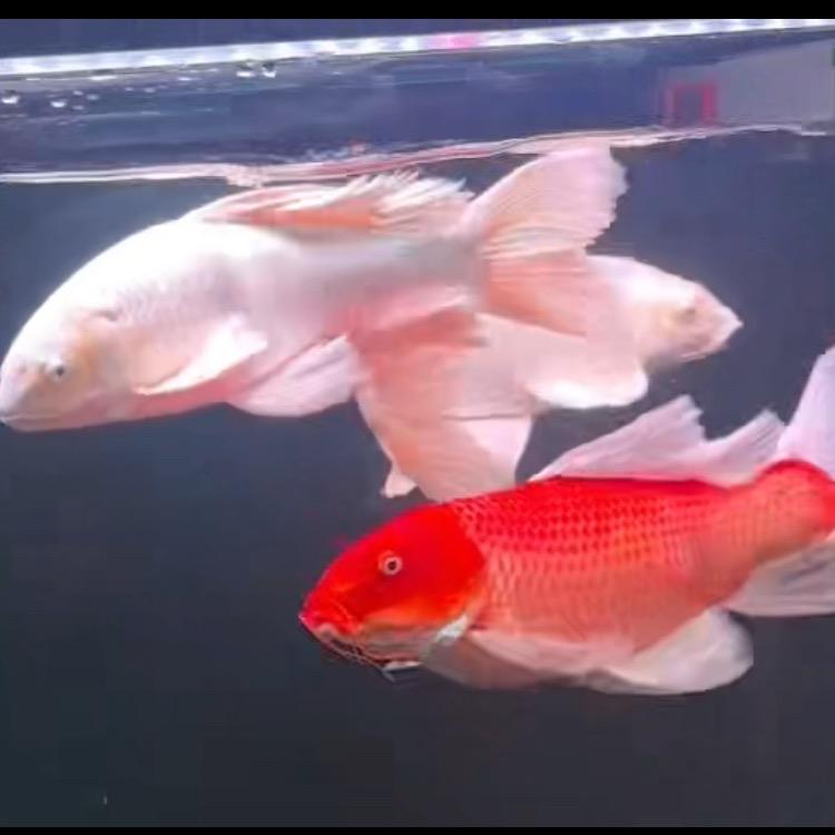 老板加个大鸡腿