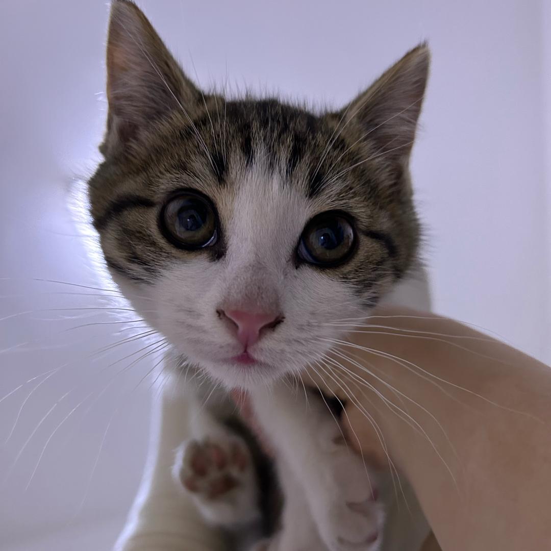 湖州米粒宠物用品店