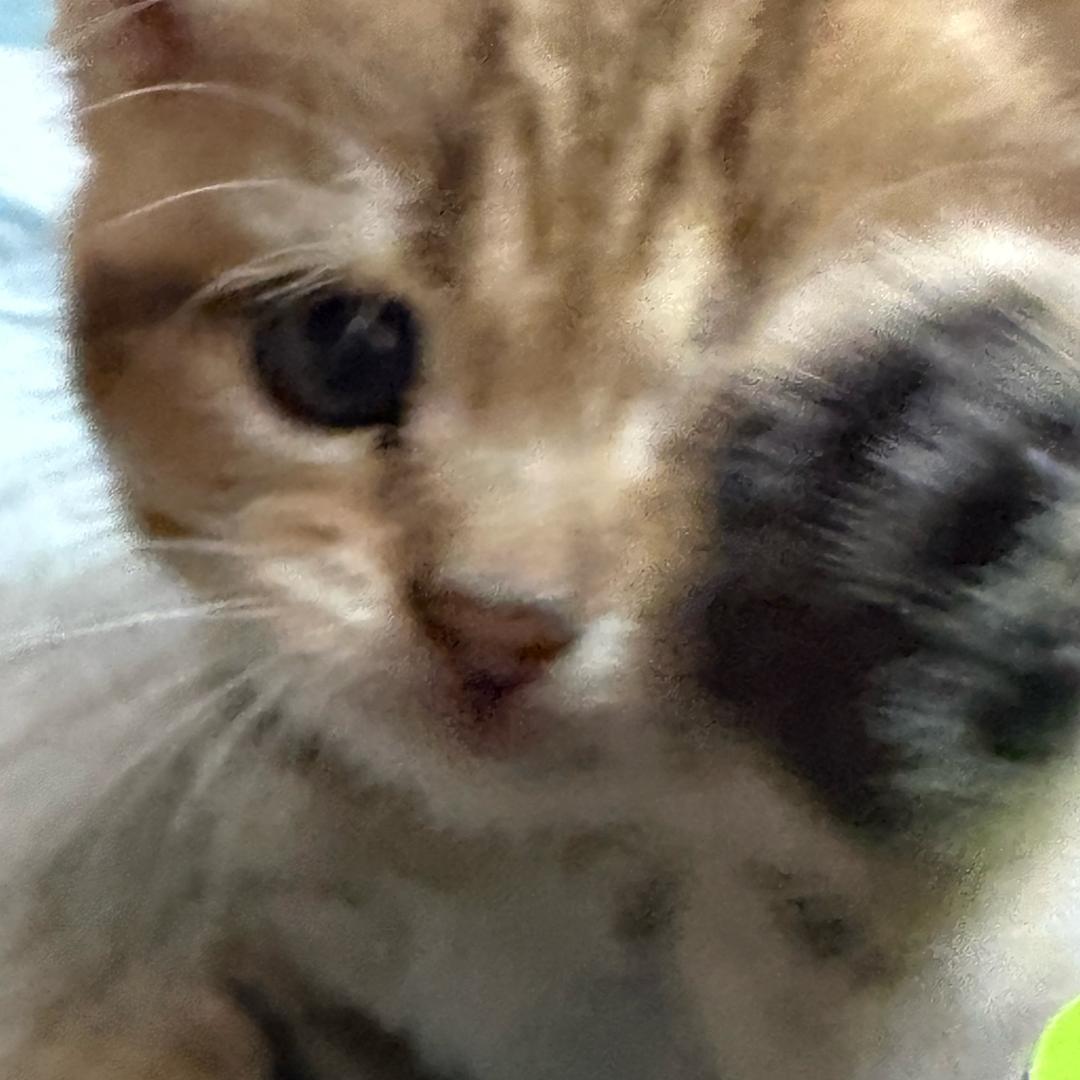 小狗芝士卷