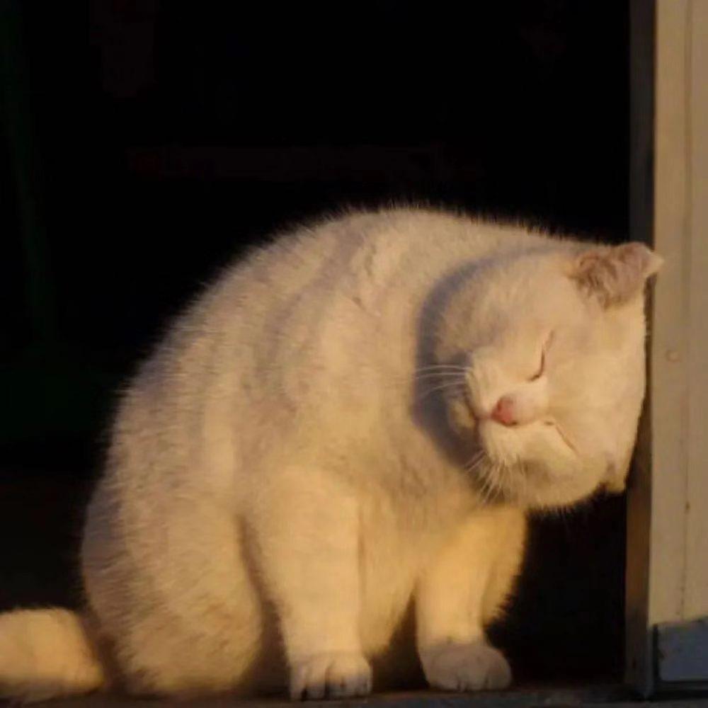 小猫今天吃饱了吗-