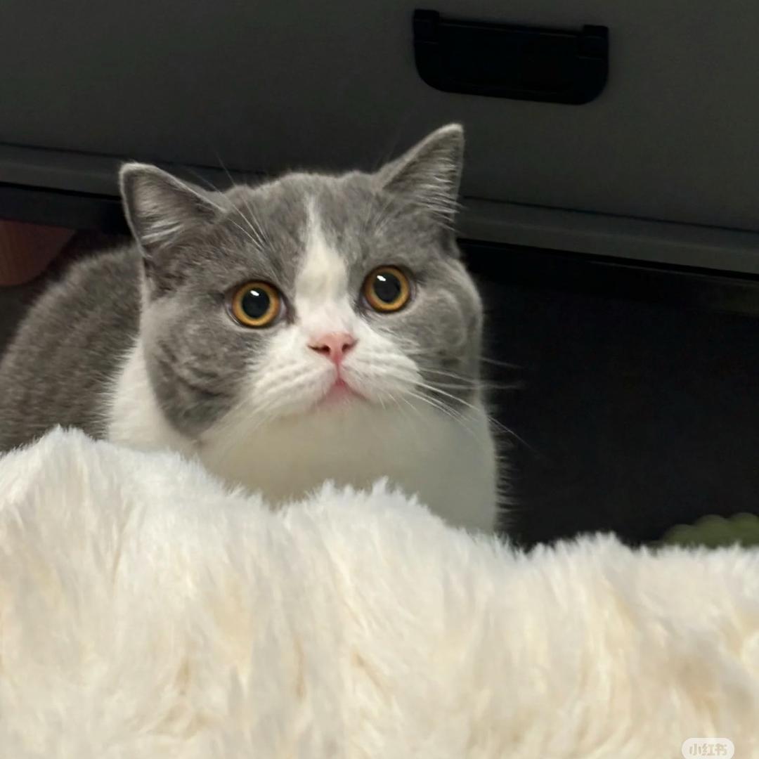 来福是只喵（自用版）