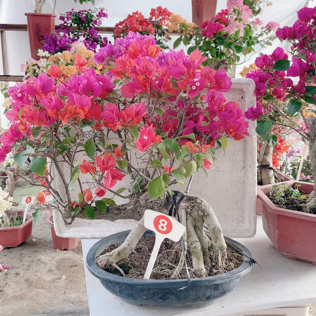 漳州高新区九湖明钰园艺场