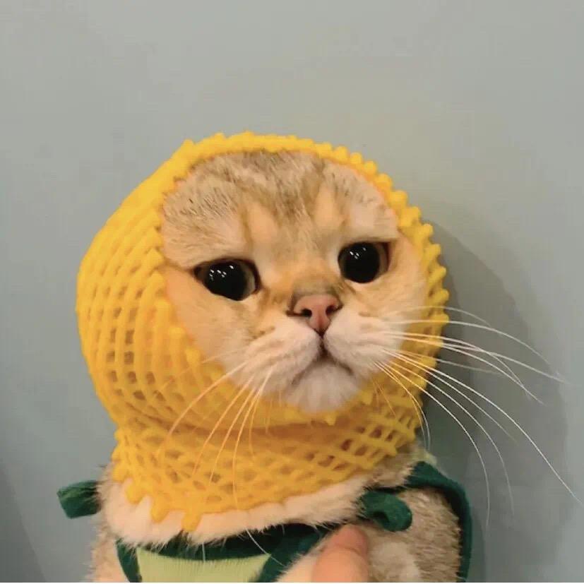 躲猫猫