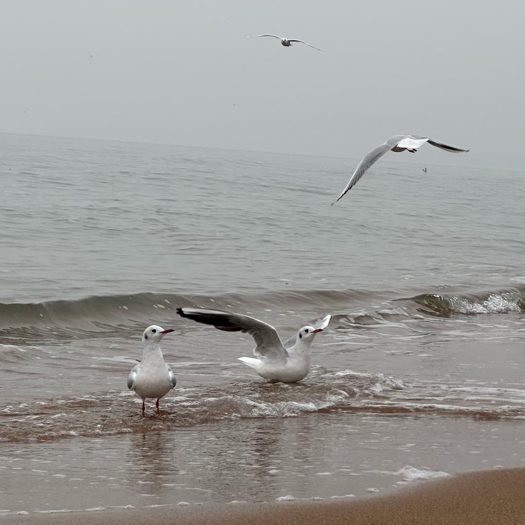 还你唐诗三百首 