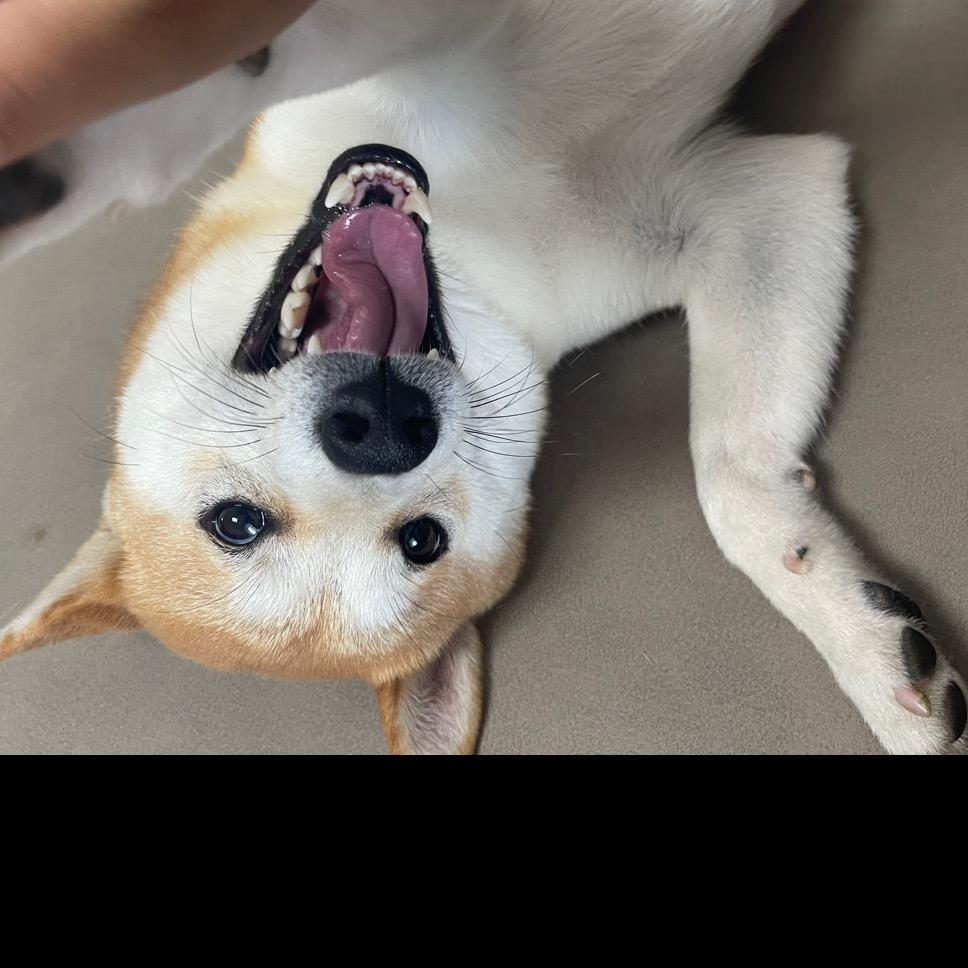 吃不胖的柴犬